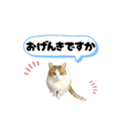 柴犬と猫の生存確認スタンプ（個別スタンプ：7）