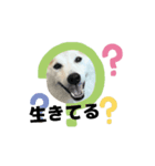 柴犬と猫の生存確認スタンプ（個別スタンプ：8）