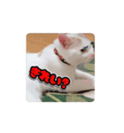動くHARORIスタンプ①（個別スタンプ：3）