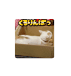 動くHARORIスタンプ①（個別スタンプ：7）
