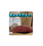 動くHARORIスタンプ①（個別スタンプ：8）
