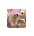 動くHARORIスタンプ①（個別スタンプ：10）