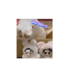 動くHARORIスタンプ①（個別スタンプ：13）