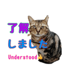 家のトラちゃん:No.1（個別スタンプ：1）