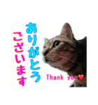 家のトラちゃん:No.1（個別スタンプ：2）