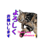 家のトラちゃん:No.1（個別スタンプ：3）