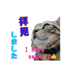 家のトラちゃん:No.1（個別スタンプ：4）