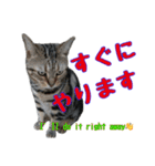 家のトラちゃん:No.1（個別スタンプ：5）