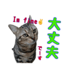 家のトラちゃん:No.1（個別スタンプ：6）