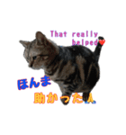 家のトラちゃん:No.1（個別スタンプ：7）