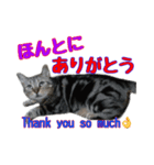 家のトラちゃん:No.1（個別スタンプ：8）