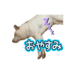 そらまる君❶（個別スタンプ：7）
