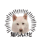 そらまる君❶（個別スタンプ：14）