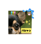 今日のチワワちゃん（個別スタンプ：1）