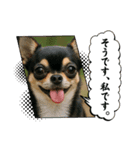 今日のチワワちゃん（個別スタンプ：2）