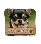 今日のチワワちゃん（個別スタンプ：3）
