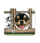 今日のチワワちゃん（個別スタンプ：5）