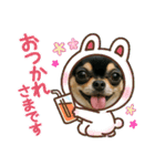 今日のチワワちゃん（個別スタンプ：12）