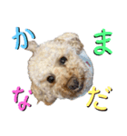 にか 〜あたしの記憶〜 season.1（個別スタンプ：4）