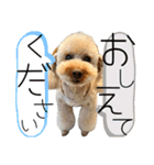にか 〜あたしの記憶〜 season.1（個別スタンプ：16）