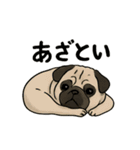 シン・ししまる(パグ犬)40スタンプ（個別スタンプ：13）