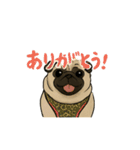 シン・ししまる(パグ犬)40スタンプ（個別スタンプ：20）