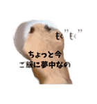オネェハムスター蜂蜜（個別スタンプ：2）