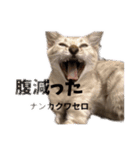 オネェハムスター蜂蜜（個別スタンプ：9）