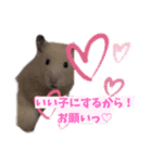 オネェハムスター蜂蜜（個別スタンプ：10）