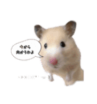 オネェハムスター蜂蜜（個別スタンプ：12）