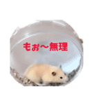 オネェハムスター蜂蜜（個別スタンプ：13）