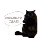 オネェハムスター蜂蜜（個別スタンプ：14）