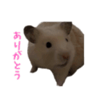 オネェハムスター蜂蜜（個別スタンプ：16）