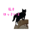 毎日使えるレアの日常（個別スタンプ：1）