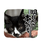 毎日使えるレアの日常（個別スタンプ：8）