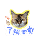 にゃんこの居処  改2 カラフル（個別スタンプ：3）