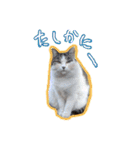 にゃんこの居処  改2 カラフル（個別スタンプ：7）