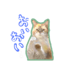 にゃんこの居処  改2 カラフル（個別スタンプ：8）