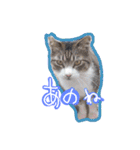 にゃんこの居処  改2 カラフル（個別スタンプ：10）