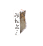 にゃんこの居処  改2 カラフル（個別スタンプ：12）