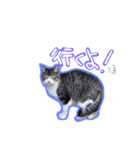 にゃんこの居処  改2 カラフル（個別スタンプ：13）