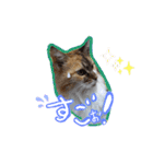 にゃんこの居処  改2 カラフル（個別スタンプ：14）