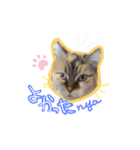 にゃんこの居処  改2 カラフル（個別スタンプ：15）