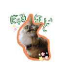 にゃんこの居処  改2 カラフル（個別スタンプ：18）