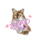 にゃんこの居処  改2 カラフル（個別スタンプ：19）