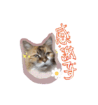 にゃんこの居処  改2 カラフル（個別スタンプ：20）