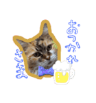 にゃんこの居処  改2 カラフル（個別スタンプ：22）