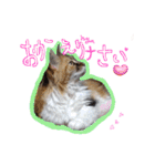にゃんこの居処  改2 カラフル（個別スタンプ：23）