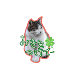 にゃんこの居処  改2 カラフル（個別スタンプ：24）