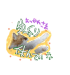 にゃんこの居処  改2 カラフル（個別スタンプ：25）